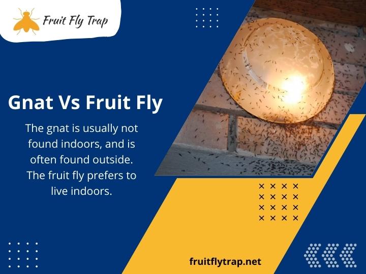 Difference Between Gnats And Fruit Flies